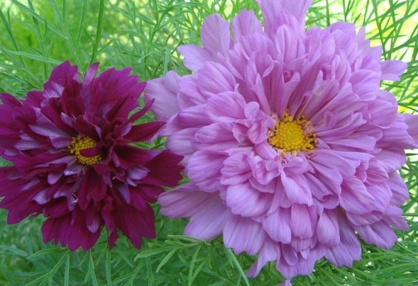 1628860235250145.jpg 1628860229(1).jpg