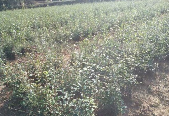 1628861115874857.jpg 1628861105(1).jpg