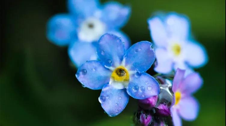 勿忘草又名勿忘我，因?yàn)橹仓晔中∏桑梢苑N植在盆栽里觀賞