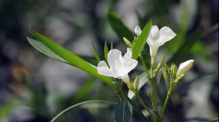 勿忘草又名勿忘我，因?yàn)橹仓晔中∏桑梢苑N植在盆栽里觀賞