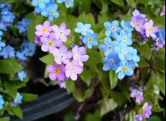 勿忘草又名勿忘我，因?yàn)橹仓晔中∏桑梢苑N植在盆栽里觀賞