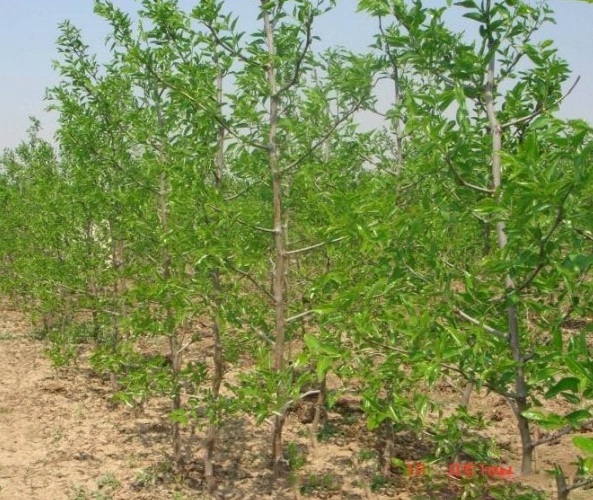 1628861593435836.jpg 1628861584(1).jpg