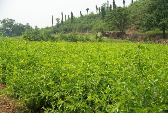 1628861611110165.jpg 1628861597(1).jpg