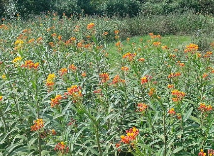 1628862589834899.jpg image.jpg