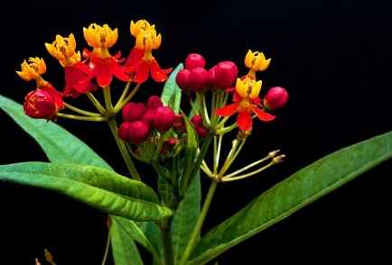 1628862639289691.jpg image.jpg