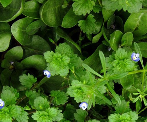 1628862715232965.jpg image.jpg