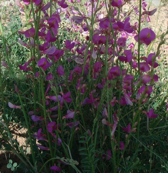 1628863025747275.jpg 1628863016(1).jpg