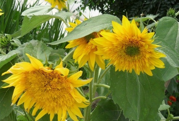 1628863260816537.jpg 1628863251(1).jpg