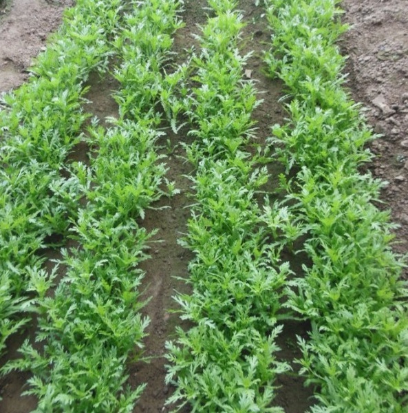 1628863574194703.jpg 1628863567(1).jpg