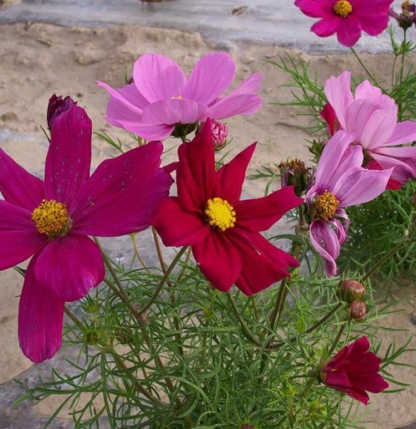 1628918853292150.jpg 1628918847(1).jpg