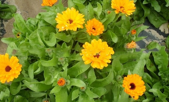 1628919476858215.jpg 1628919471(1).jpg