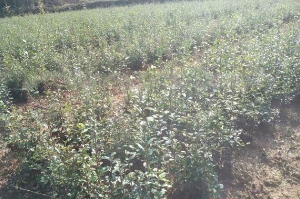 1628919696849741.jpg 1628919691(1).jpg