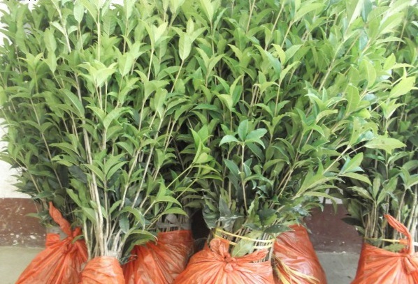 1628920896327832.jpg 1628920890(1).jpg