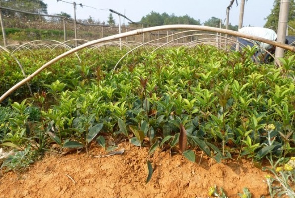 1628920930608940.jpg 1628920922(1).jpg