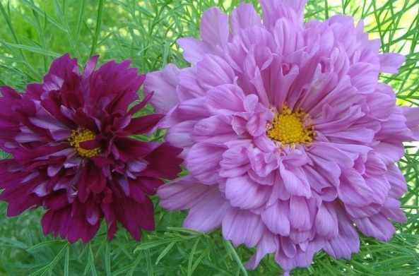 1628921480798965.jpg 1628921470(1).jpg