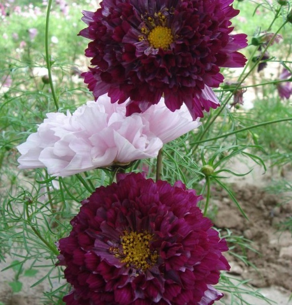 1628921494618120.jpg 1628921487(1).jpg