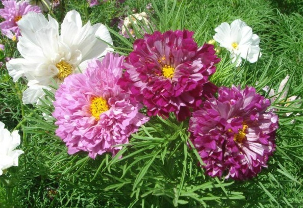 1628921788706246.jpg 1628921781(1).jpg