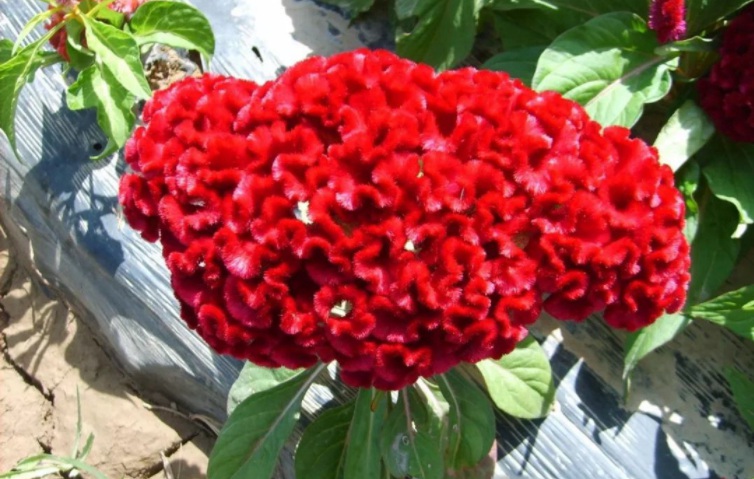 1628922258508288.jpg 1628922251(1).jpg