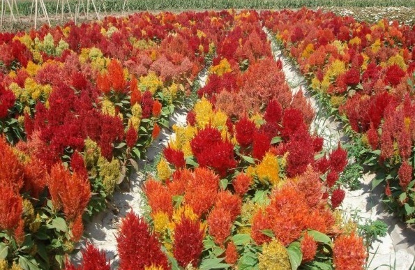 1628922272616372.jpg 1628922265(1).jpg