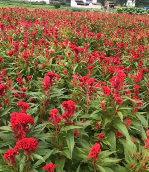 1628922288146054.jpg 1628922280(1).jpg