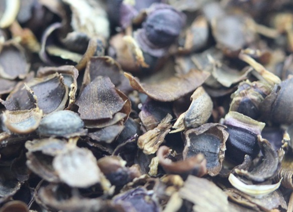 金雞菊能過冬嗎 金雞菊能過冬嗎