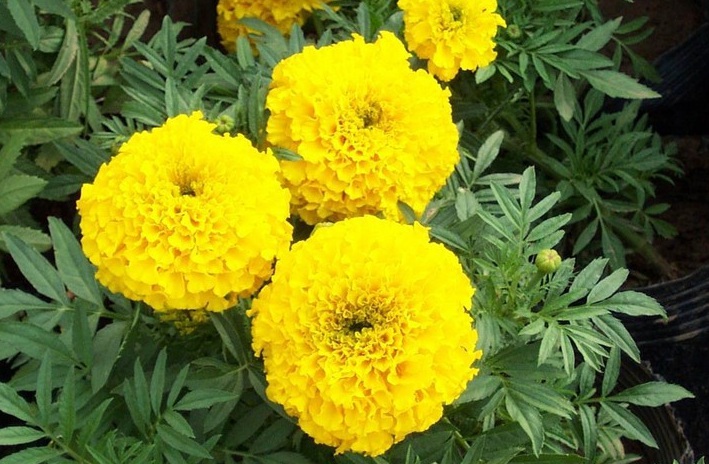 1629015738634346.jpg 萬壽菊1.jpg