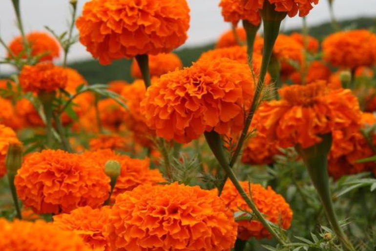 1629015773378083.jpg 萬壽菊2.jpg