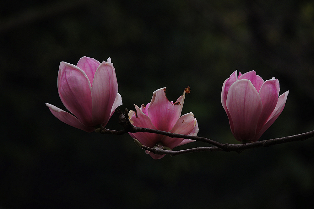 1629028772738388.jpg 1629028772738388.jpg