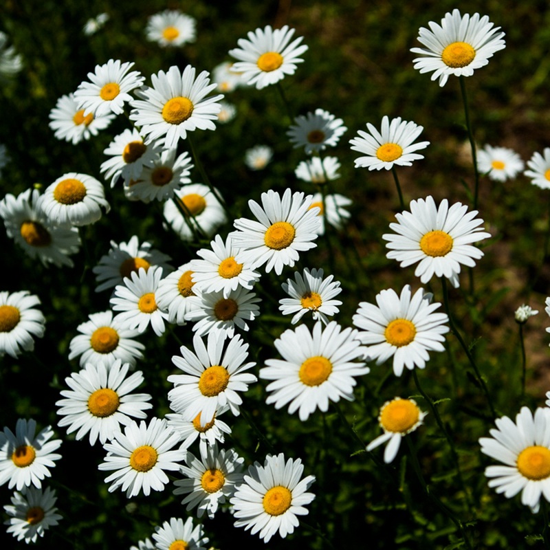「大濱菊」的種植方法