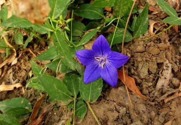 1629099255455884.jpg 1629099251(1).jpg