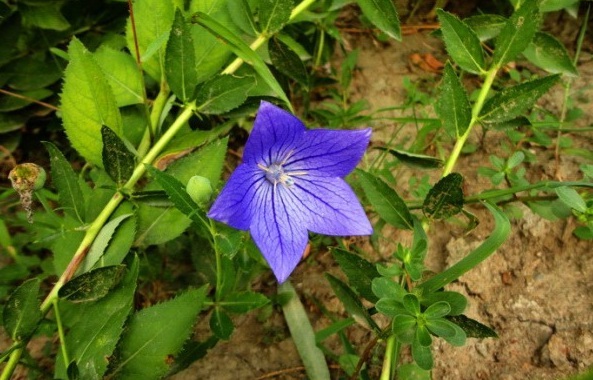 1629099289218245.jpg 1629099285(1).jpg