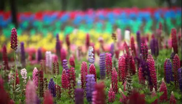 魯冰花的種植方法，魯冰花的實用價值