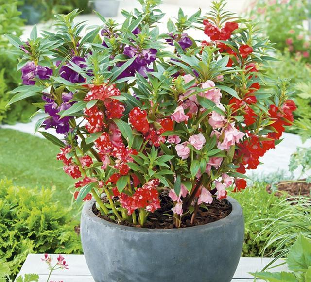 鳳仙花又叫指甲花,應(yīng)該如何播種