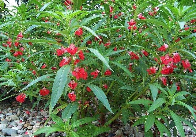 鳳仙花又叫指甲花,應(yīng)該如何播種