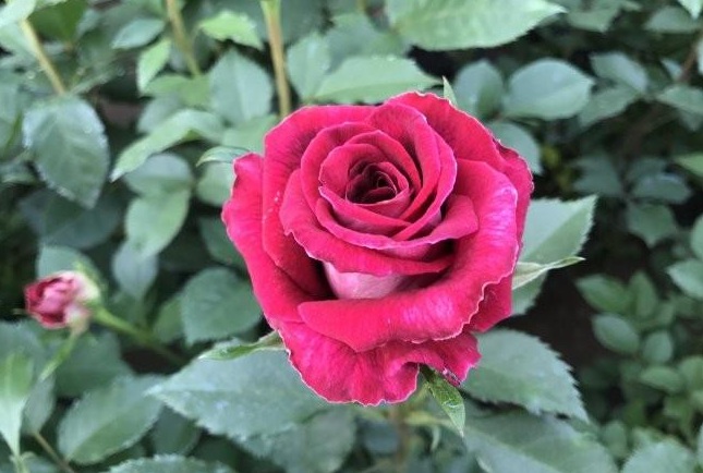 1629102173856039.jpg 1629102170(1).jpg