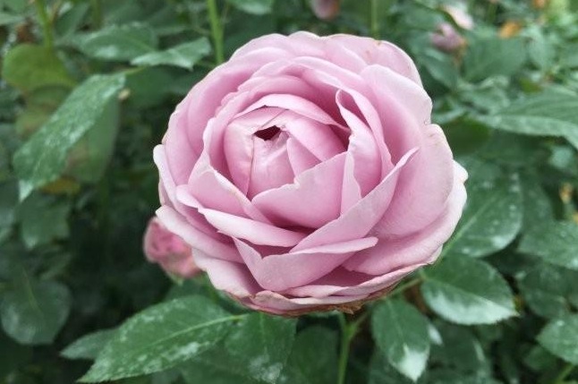 1629102184837488.jpg 1629102181(1).jpg