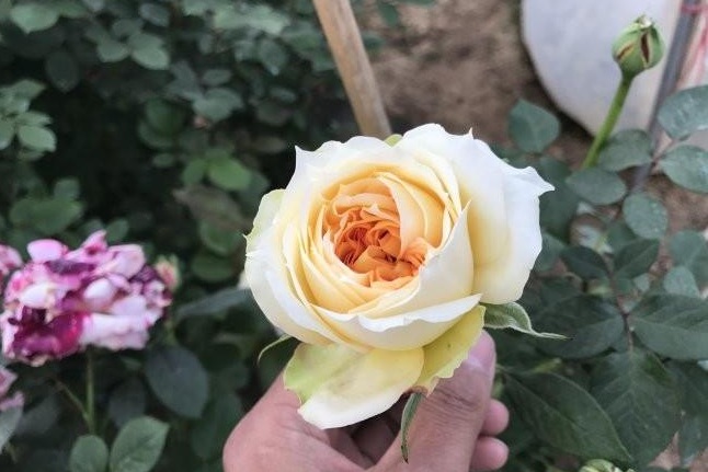 1629102195919950.jpg 1629102191(1).jpg