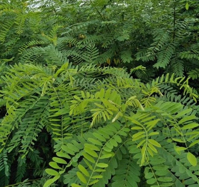 1629102318337119.jpg 1629102314(1).jpg