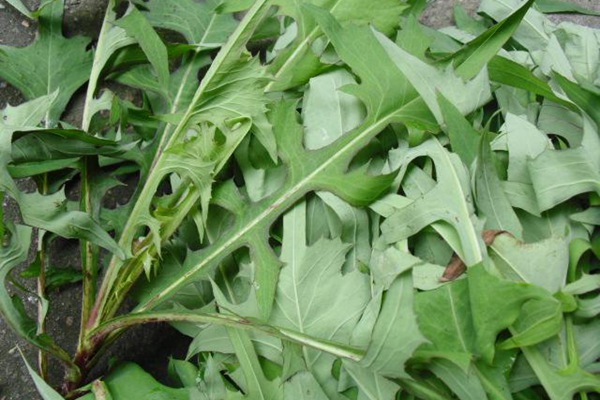 苦荬菜種植苦荬菜養(yǎng)鵝—— 飼養(yǎng)方法