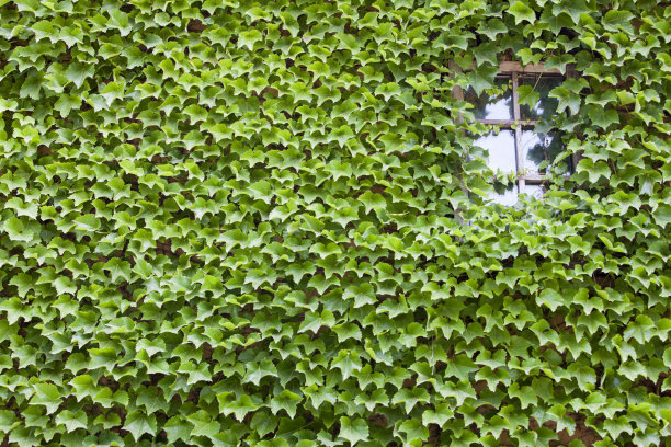 1629111412699217.jpg 1629111412699217.jpg