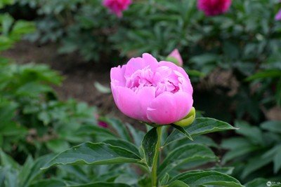 1629113773812561.jpg 1629113773812561.jpg