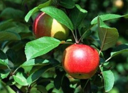 1629122568659351.jpg image.jpg