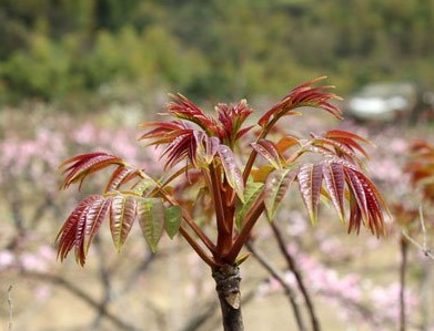 1629122755407301.jpg image.jpg