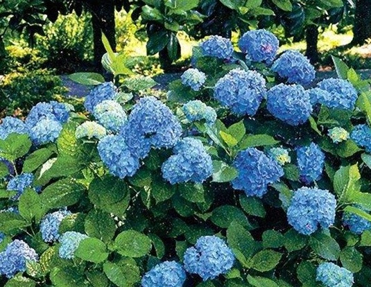 1629122869396356.jpg image.jpg