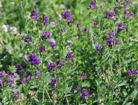 1629123013340026.jpg image.jpg