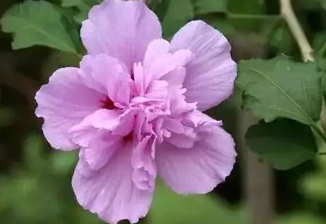 1629123603882913.jpg image.jpg