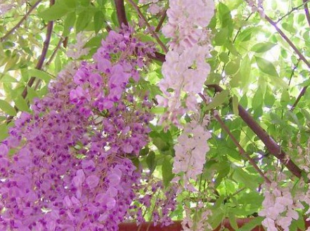 1629124757331663.jpg image.jpg