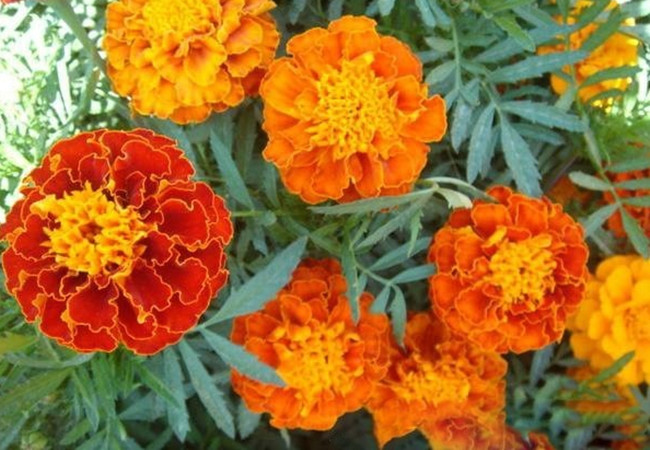 1629186463731623.jpg 孔雀草2_副本.jpg