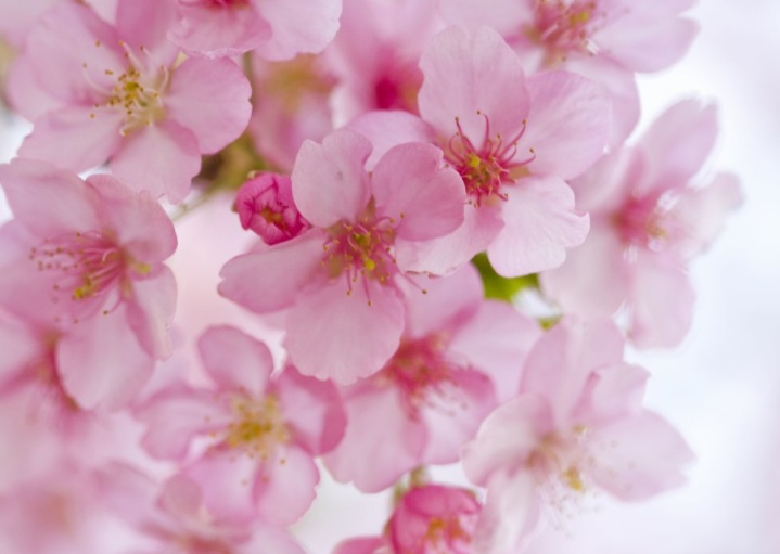 1629186497649642.jpg 櫻花33333333333.jpg