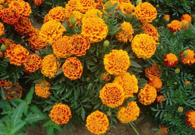 1629186509830398.jpg 孔雀草1_副本.jpg